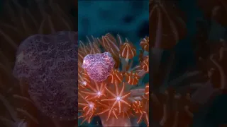 WAIT FOR IT… Did You See Him?👀