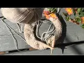 Norwegian purling tutorial