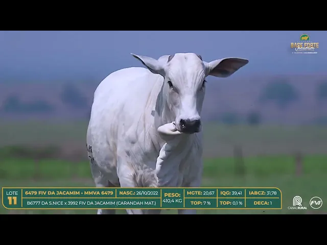 Novilha Nelore MMVA-6479