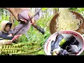 Download Lagu Nature's bounty, village man cooks forest fern, banana heart and spaghetti