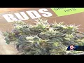 Lee s Summit dispensary will be among first in Missouri to sell medical marijuana