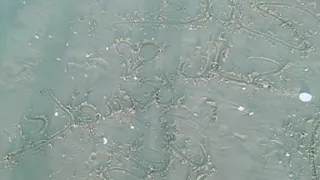 جمال الاسد قصيدة سكون الليل    دندنها