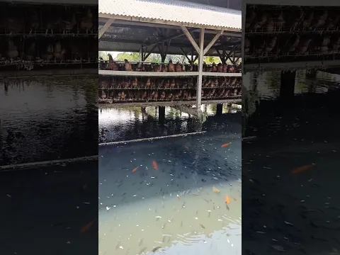 En Bangladesh ganan dinero con pollos y peces al mismo tiempo