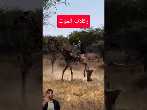 المعركة المستحيلة: كيف انقذت الركلات القاتلة الصغير #shorts