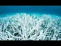 Extreme Ocean Temperatures in the Keys Gulf of Mexico