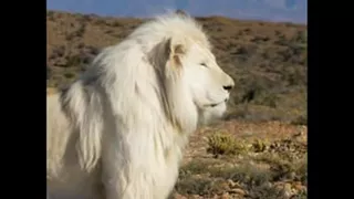 الأغنية الحدث في ڨفصة 1992 فرسان العسة ولاية ڨفصة 