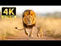 Lagu 4K Animal Kingdom – Discover the Most Beautiful Wildlife Masterpieces of Nature