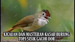 kicauan dan masteran burung topi sisik