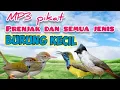 Download Lagu MP3 Prenjak Lumut Ribut Kombinasi Sogon Dan Kutilang Ribut Untuk Pikat Burung Kecil