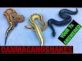 Episode 77 Your blood python short tail python questions answered by respected breeders keepers