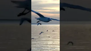 يا حمام يا طاير فوقي 