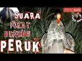 Download Lagu SUARA BURUNG MANDAR BATU,Peruk,pelan,bentiungan,meunom(chommon moorhen)jaring malam.