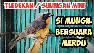 Download CARA MERAWAT BURUNG TLEDEKAN MINI AGAR CEPAT GACOR | SULINGAN MINI SIKATAN BODOH MP3