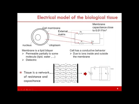 A 3D model to study electric field distribution in homogeneous tissue