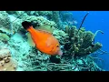 Scuba diving in the Caribbean 2021 77 dives 2 hour underwater relaxation in 4k