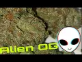 Alien OG Strain Review