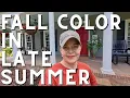 Download Lagu Fall Color Now! Summer Annuals to Brighten Your Late Summer Garden