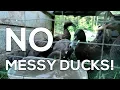 No Messy Ducks - How to Raise CLEAN Ducks