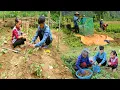 Download Lagu Two orphans planted sweet potatoes together and then helped their grandmother harvest peanuts.