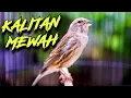Download Lagu KALITAN EXOTIS ISIAN MEWAH - MASTERAN KENARI ISIAN BLACKTHROAT GACOR CENGKOK MEWAH FAVORITE