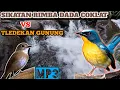 BURUNG Sikatan Rimba Dada Coklat VS Tledekan Gunung || MP3 terapi alam untuk burung macet bunyi