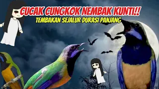 tembakan tajam durasi panjang masteran cucak cungkok nembak kuntilanak suara jernih 