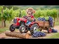⭐🐒🍇🔥 Monkey NaNa’s CRAZY Grape Harvest! Trouble After Trouble Hits on the Way Home! 😱💥