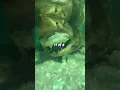 Download Lagu Scary Abandoned Shark #aquarium #historical #predator