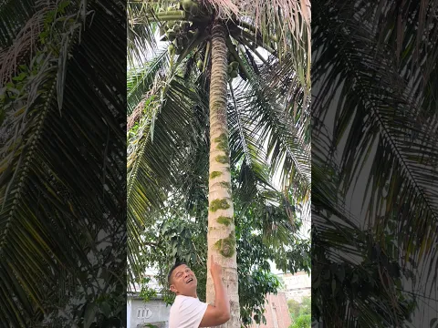 Want a coconut? #shorts #trending #funny