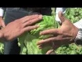 Agricultural Tour Salinas Valley
