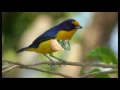 Download Lagu Obras de Poeta Chitãozinho e Xororó musica original