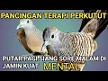 Lagu Terapi PERKUTUT LOKAL ‼️ terapi pagi terapi siang sore malam untuk menguatkan MENTAL .