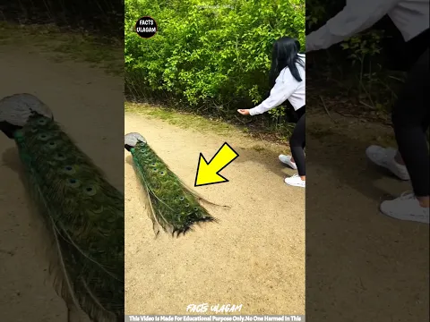 Peacock Gives Her Dream Gift | #factsintamil #factsulagam #short