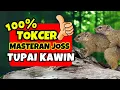 Download Lagu MASTERAN CENDET - SUARA TUPAI KAWIN DI ALAM LIAR