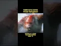Download Lagu TERNYATA KONG ADALAH TITAN TERLEMAH | GODZILLA X KONG THE NEW EMPIRE #youtubeshorts #ytshorts #alur