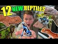 12 NEW ADDITIONS to the REPTILE ROOM