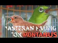 Download Lagu MASTERAN PALING COCOK UNTUK PLECI MONTY MONTANUS - SUARA BURUNG WINTER KONIN