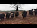The Cattle Range Listing 903C809-201