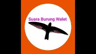 suara walet jadul