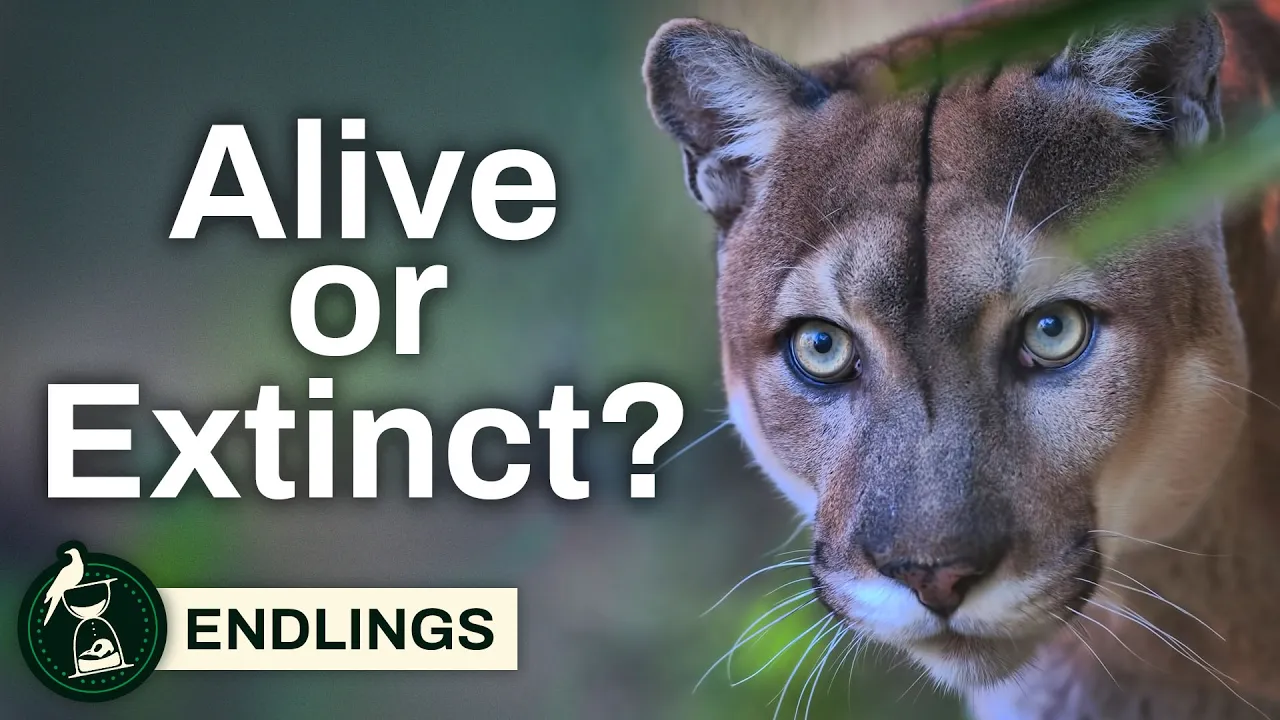How We "Rescued" The Florida Panther