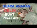 Download Lagu SUARA PIKAT CIBLEK MENGGUNAKAN SUARA ANAKAN