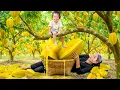 Download Lagu Harvesting 1000kg+ Giant Starfruit and Bring to the Market to Sell with Single  Mom
