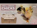 Mail order chicks How to buy chickens online What to expect How to prepare