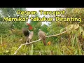 Download Lagu Tekukur Pikat ranting Tekukur solok Suara Respon Tercepat