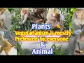 Vegetarianism herbivores Omnivores Monkey Wild fruit plants hilly areas Man and Monkey