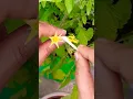 Download Lagu How to Pollinate a Tomato Plant