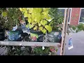 Lowes Berry bushes on off damaged mulberry blueberries blackberries raspberries