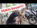 Lagu mandiin monyet beruk bastian yang mulai gemuk lagi!!!