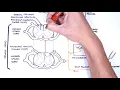Sensory Tracts - Dorsal Column Medial lemniscus Pathway