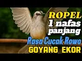 Download Lagu Burung trucukan gacor ropel 1 nafas panjang volume cucak rowo